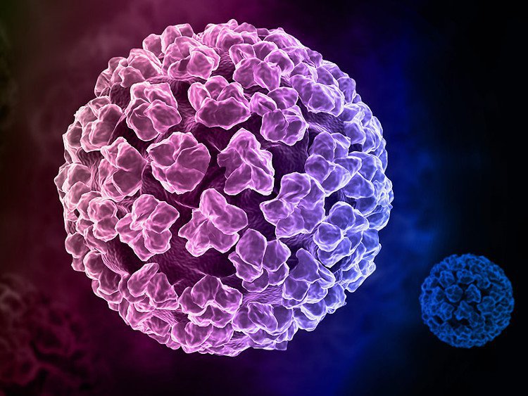 Virus HPV là gì? Quá trình hình thành mụn cóc diễn ra như thế nào?