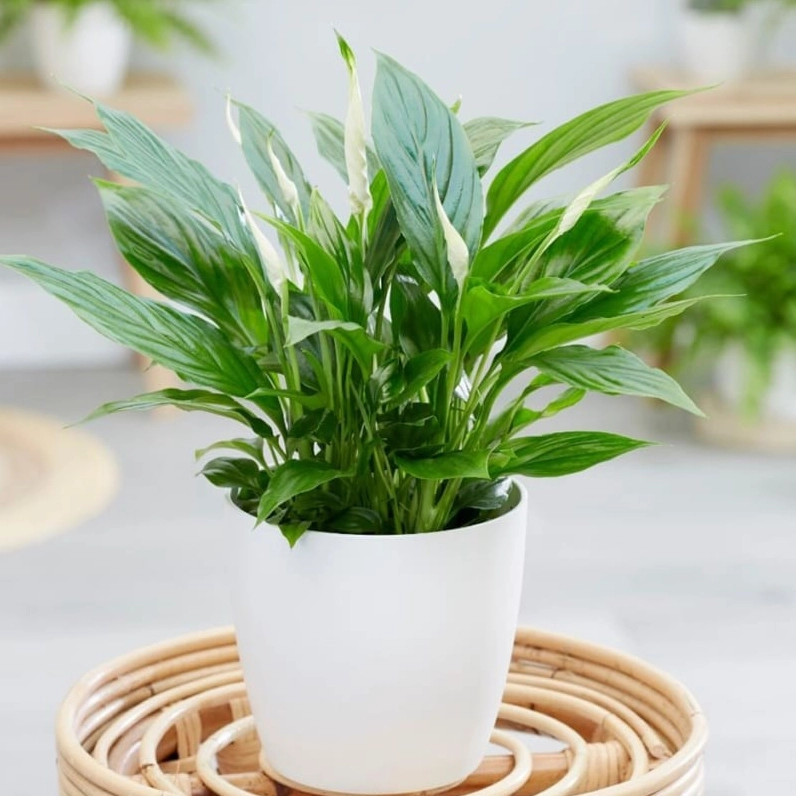 Bông hoa cây Lan Ý màu trắng muốt vươn lên duyên dáng giữa những tán lá xanh thẫm.