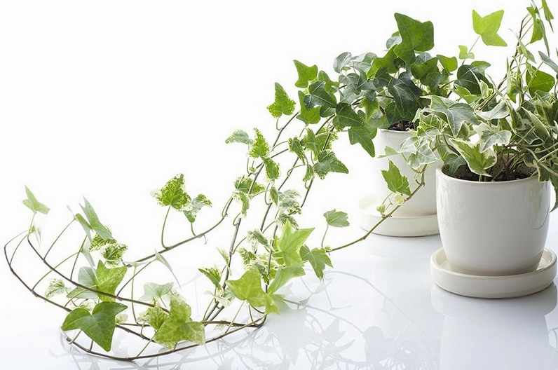 Dây Thường Xuân với những chiếc lá hình ngôi sao mềm mại buông rủ xuống từ trên cao.