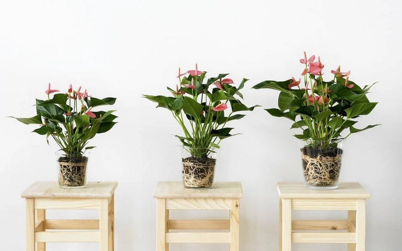 Hoa Hồng Môn đỏ thắm hình trái tim nổi bật trên nền lá xanh biếc, mang vẻ đẹp rực rỡ và nồng nàn.