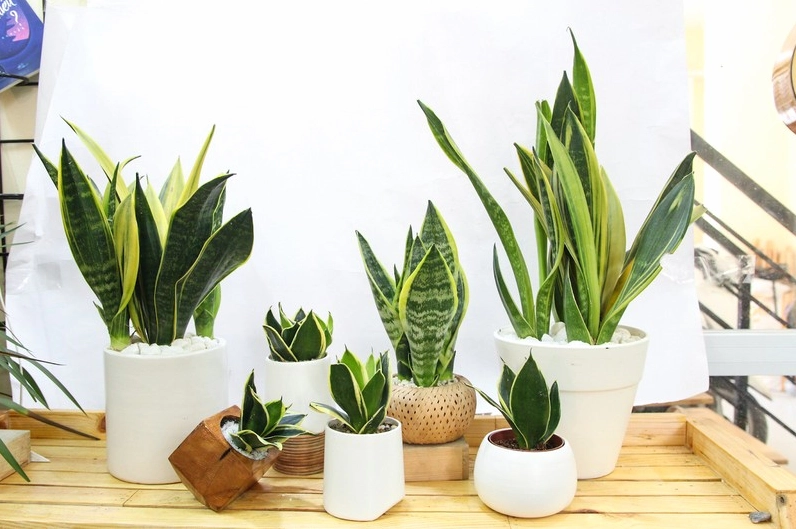 Những chiếc lá của cây Lưỡi Hổ mọc thẳng đứng, cứng cáp với viền vàng đặc trưng.