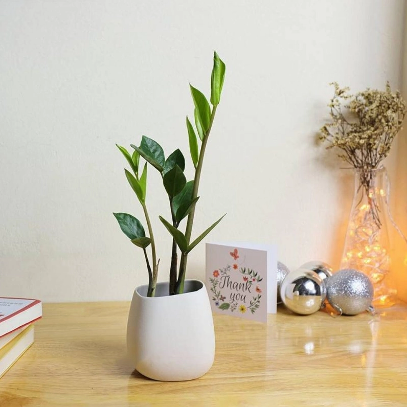 Những chiếc lá xanh bóng của cây Kim Tiền mọc đối xứng vươn lên mạnh mẽ trong chậu sứ trắng.