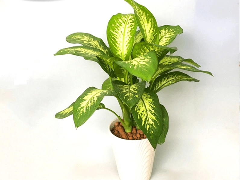 Những tán lá loang màu độc đáo của cây Vạn Niên Thanh khoe sắc trong chậu cây nhỏ.