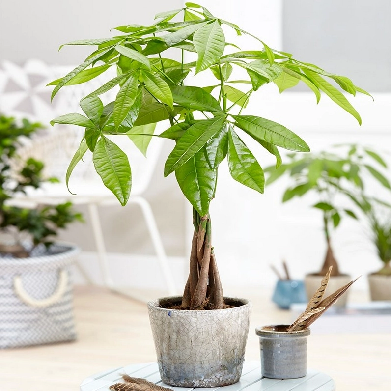 Thân cây Kim Ngân được tết bím độc đáo, tán lá xòe rộng đầy sức sống.