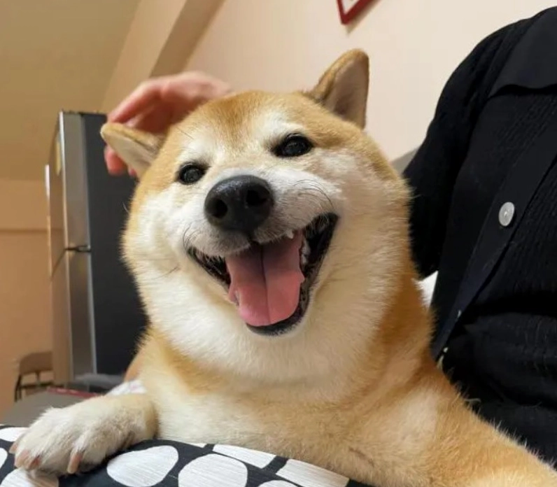 Ảnh chó meme hài hước
