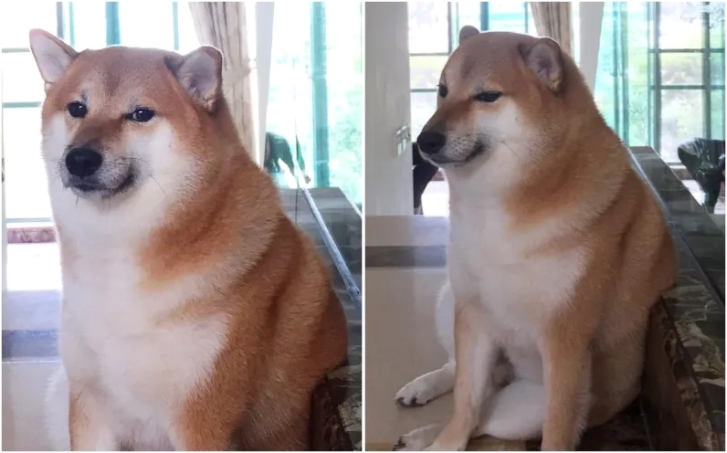 Ảnh meme Cheems buồn nhưng vẫn rất dễ thương và gây xúc động