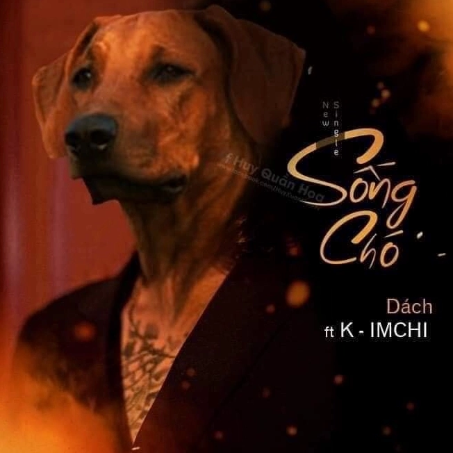 Ảnh meme chó Shiba với nụ cười đầy ẩn ý