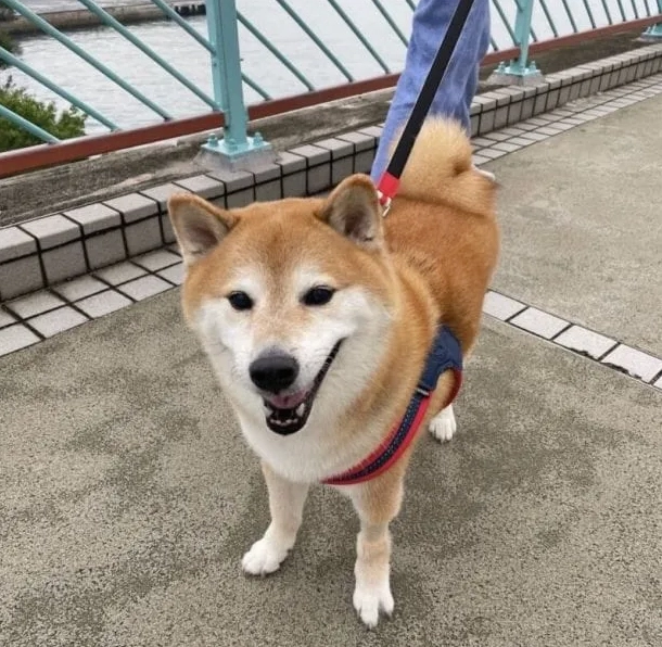 Ảnh Shiba meme thể hiện sự đáng yêu, thu hút mọi ánh nhìn
