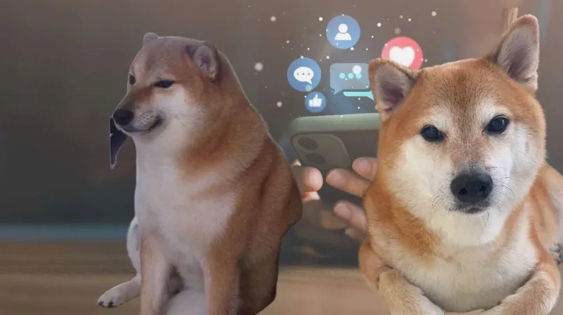 Chó Shiba với biểu cảm ngộ nghĩnh đang cười tươi trong meme