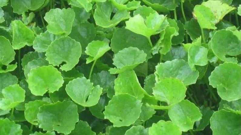 Hình ảnh cây rau má với lá hình tròn đặc trưng
