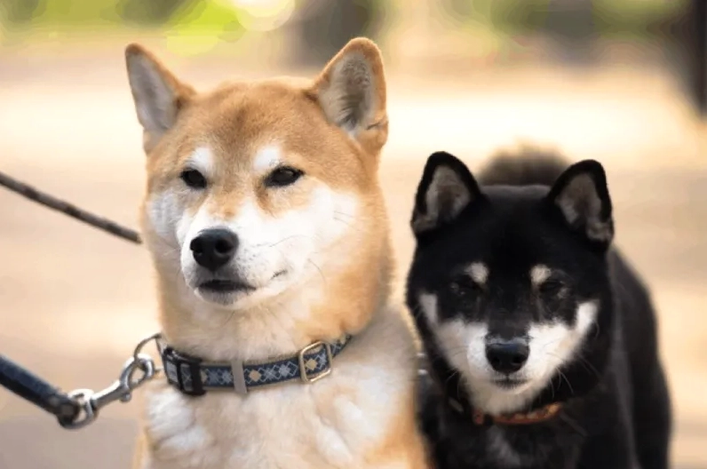 Hình ảnh meme chó Shiba cơ bắp, trông rất ngầu và mạnh mẽ