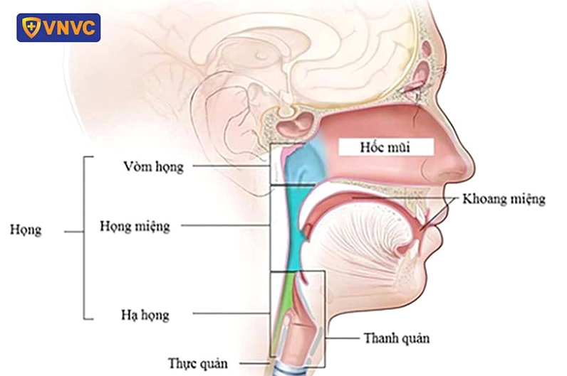 Hình ảnh minh họa cấu trúc giải phẫu vòm họng nơi khối u ung thư có thể phát triển
