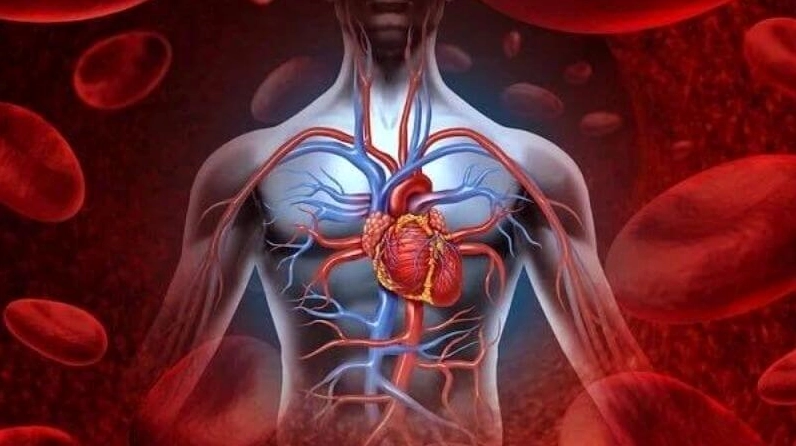 Hình ảnh minh họa tuần hoàn máu