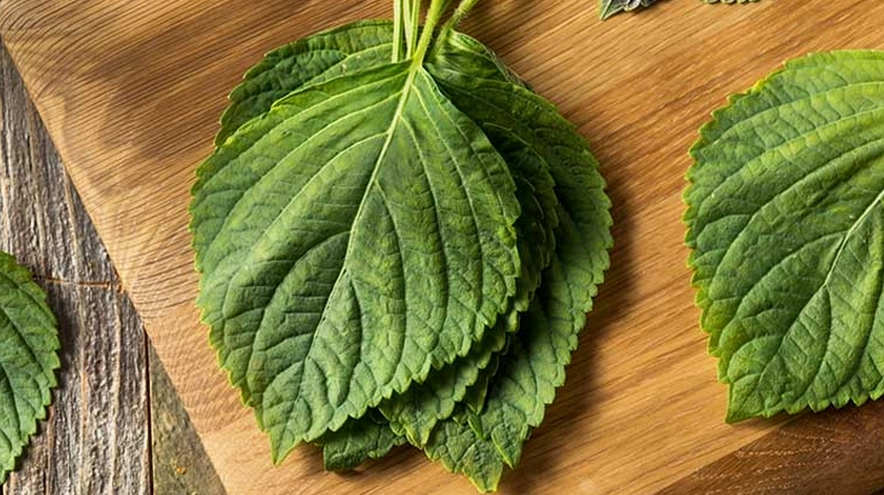 Lá rau kinh giới có màu xanh tươi ở cả hai mặt