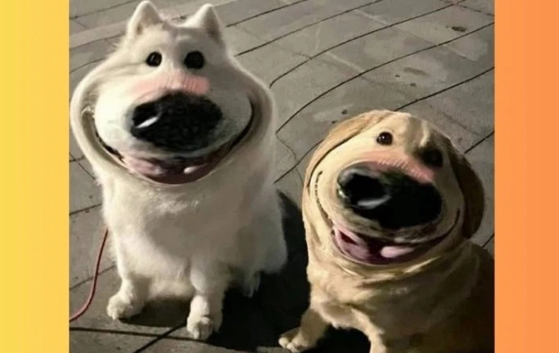 Mem chó cute