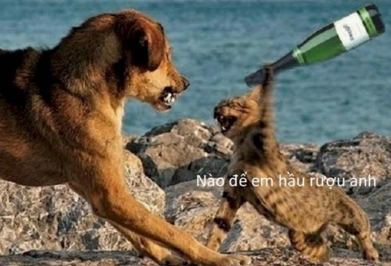 Meme chó lầy lội