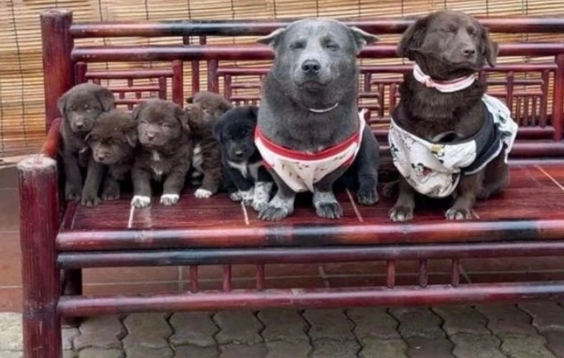Meme chó ngáo đẹp