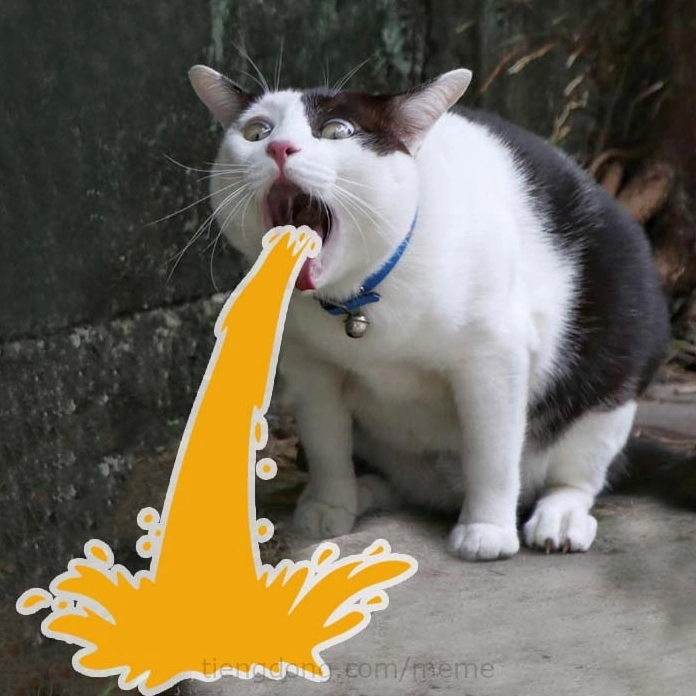 Meme chú mèo với biểu cảm ngạc nhiên, hài hước
