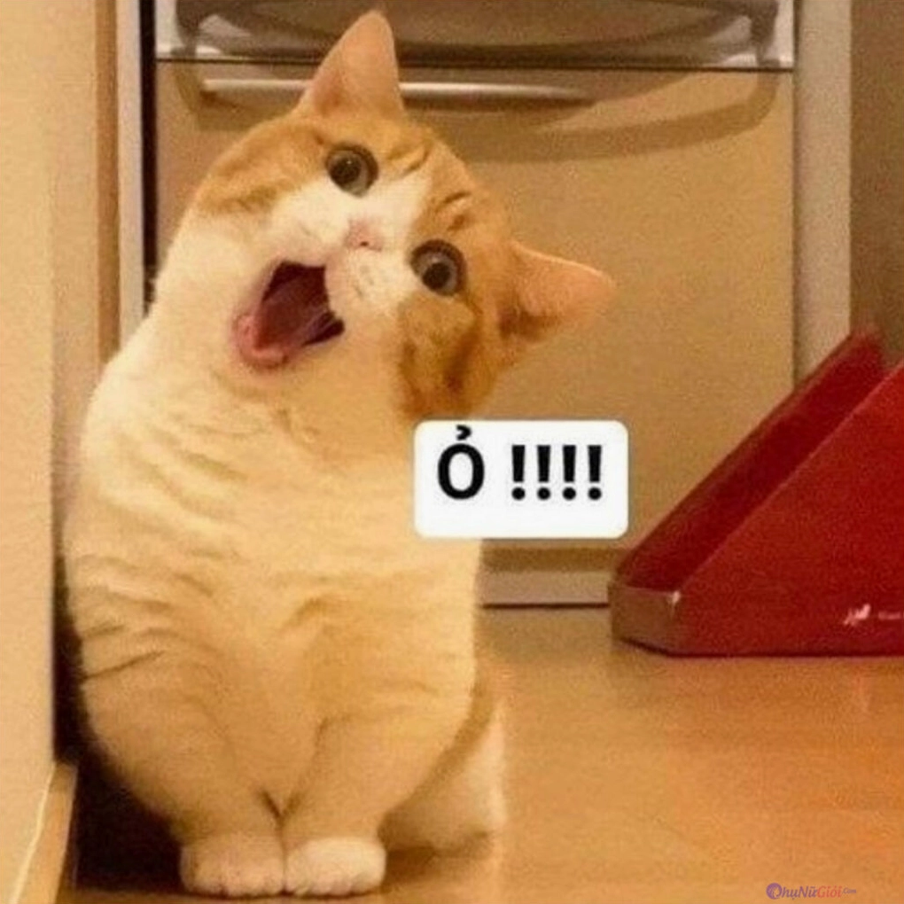 Meme mèo con với vẻ mặt ngây thơ, đáng yêu