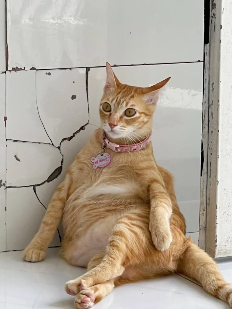 Meme mèo với ánh mắt 'lạ lùng' và tư thế khó hiểu