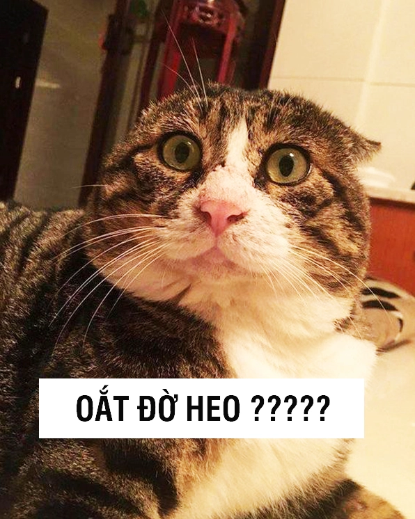 Mèo con đang chơi đùa với đồ vật