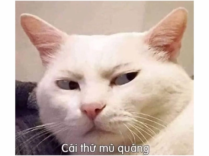 Mèo con với ánh mắt tò mò