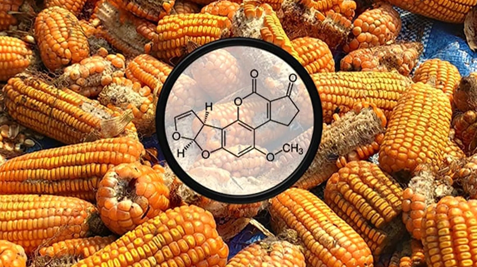 Ngô bị ẩm mốc chứa độc tố Aflatoxin là một trong những nguyên nhân có thể gây ra bệnh ung thư gan