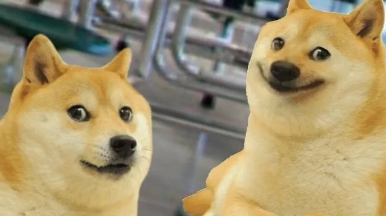 Shiba Cheems meme phiên bản Việt Nam hài hước và độc đáo