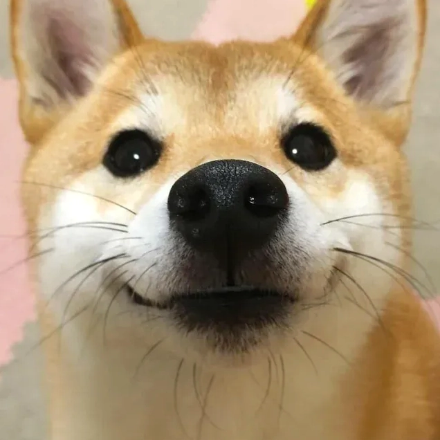 Shiba meme phiên bản Việt Nam, ngộ nghĩnh và dễ gây cười